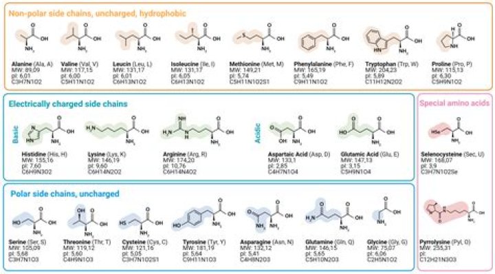 22 amino acids