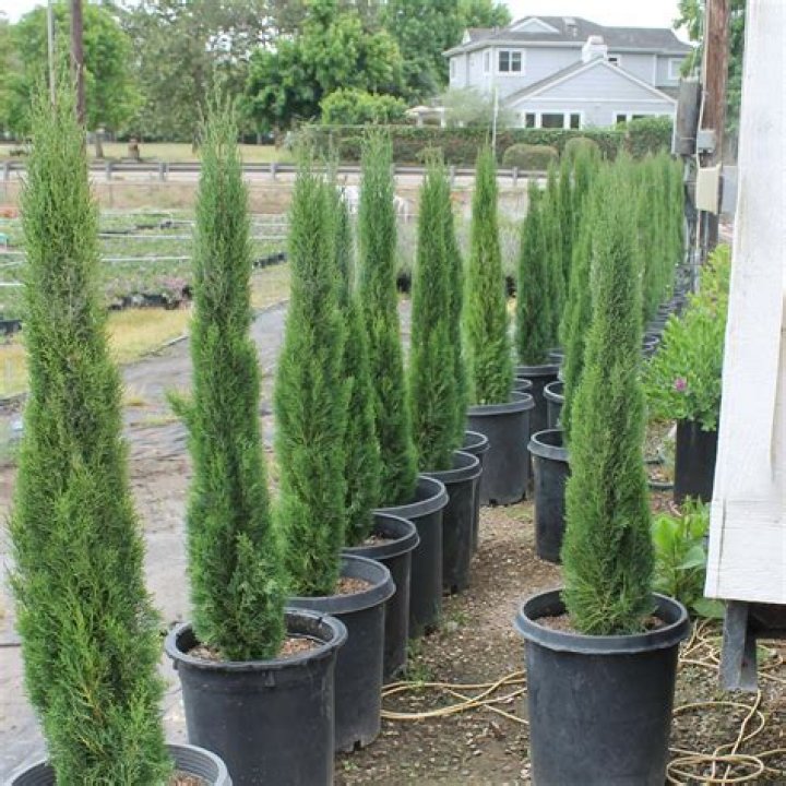 30 gallon italian cypress price