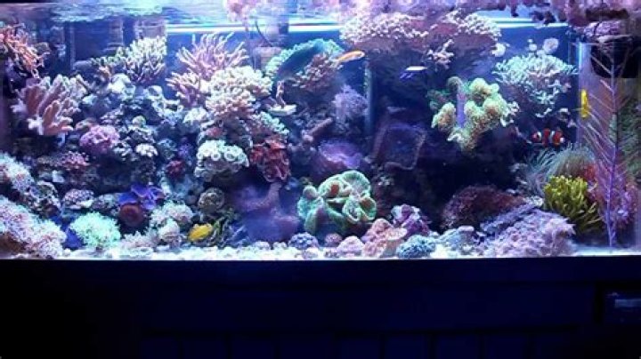 75 gallon reef tank