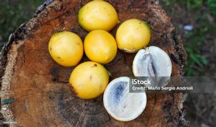 abiu fruit