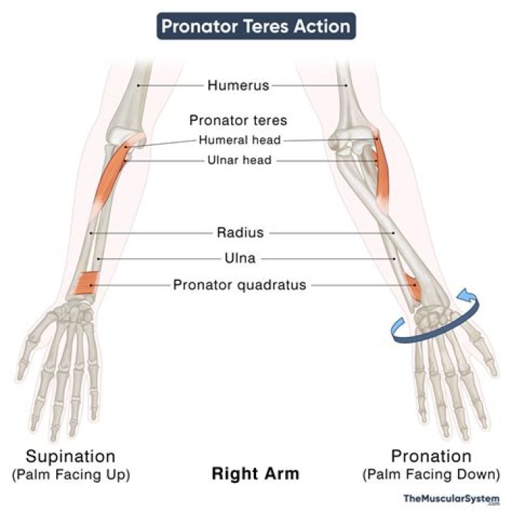 action of pronator teres