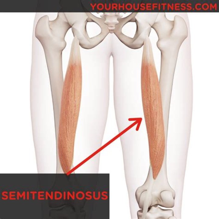 action of semitendinosus