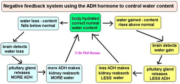 adh feedback loop
