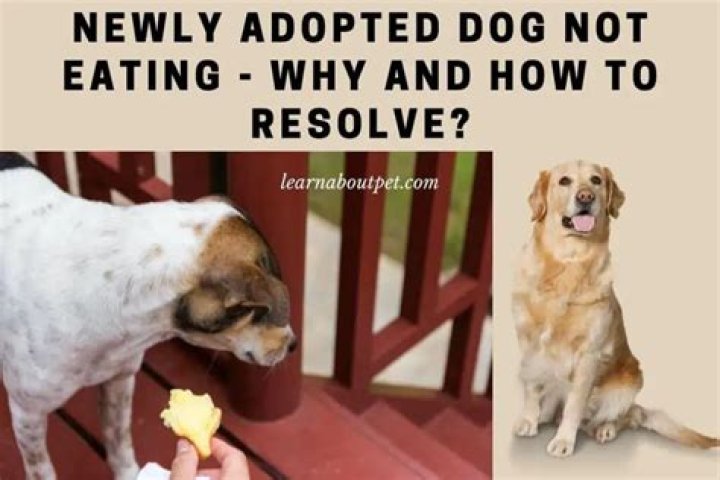 adopted dog not eating