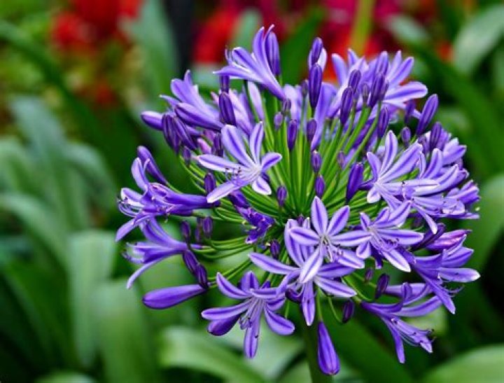 african lily
