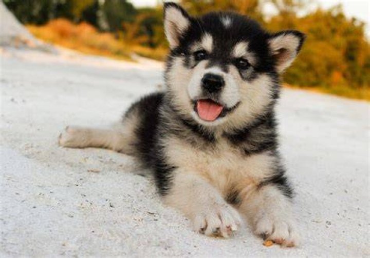 alaskan husky puppy
