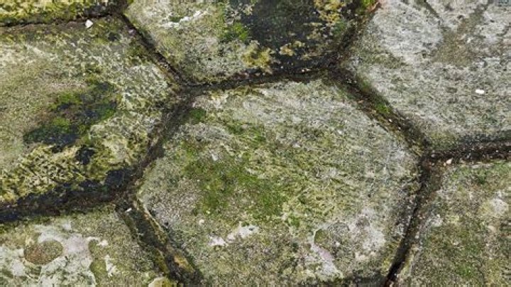 algae on concrete