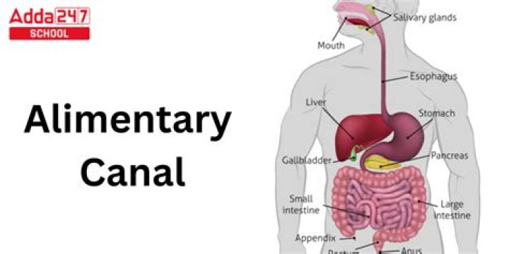 alimentary canal is shorter in frog as it