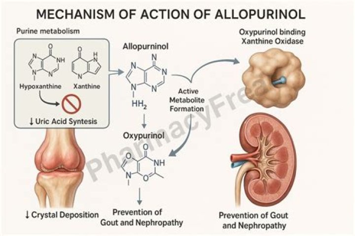allopurinol and ibuprofen