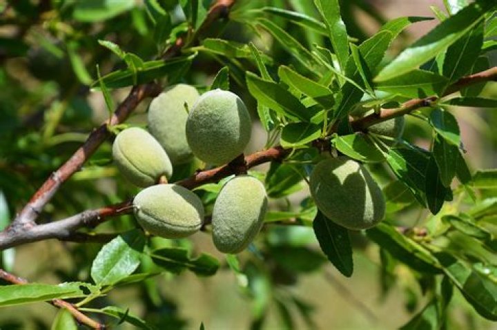 almond tree nz