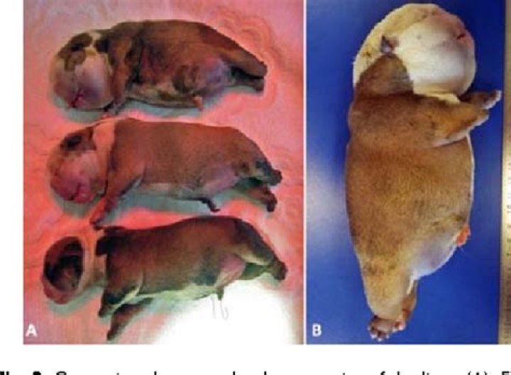 anasarca puppy