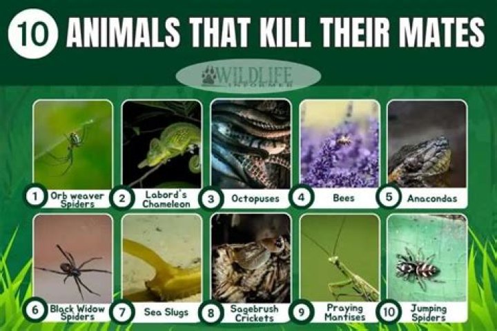 animals that kill their mates