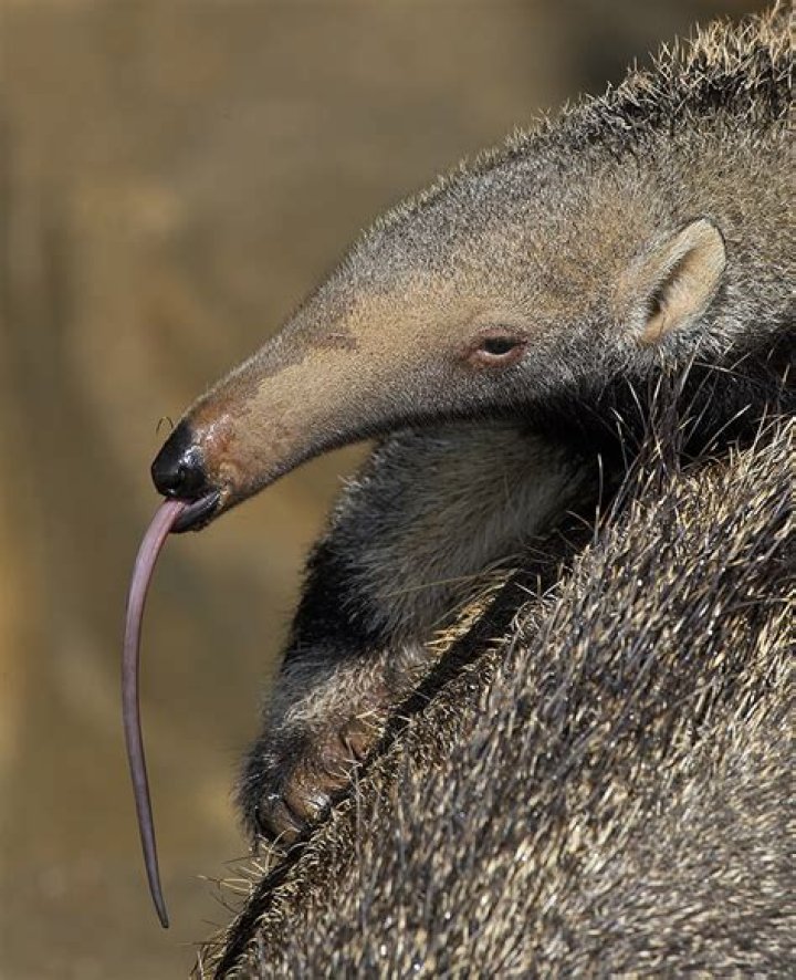 ant eater eating ants