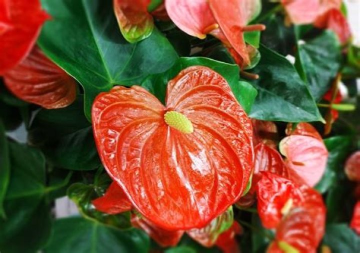 anthurium poisonous