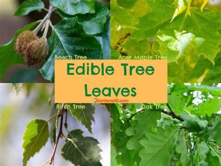 Are all bay trees edible