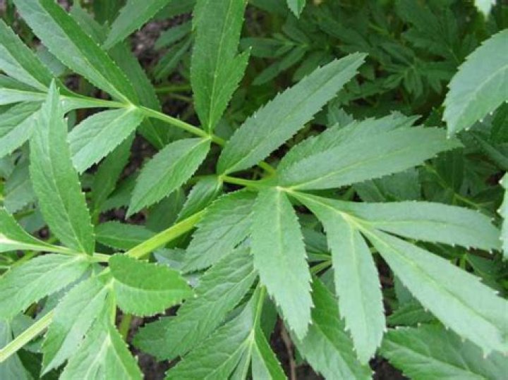 Are Angelica leaves edible