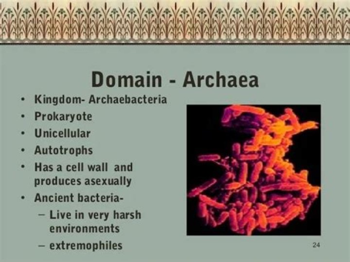 Are archaea autotrophs?