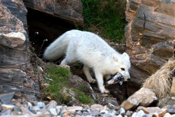 Are Arctic foxes omnivores?
