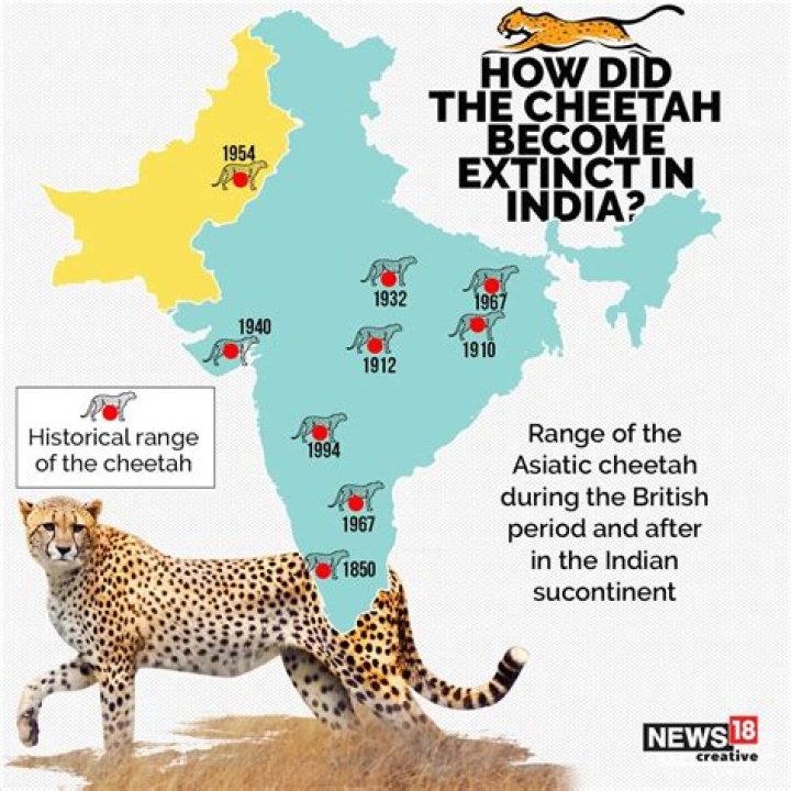 Are Asiatic cheetah extinct?