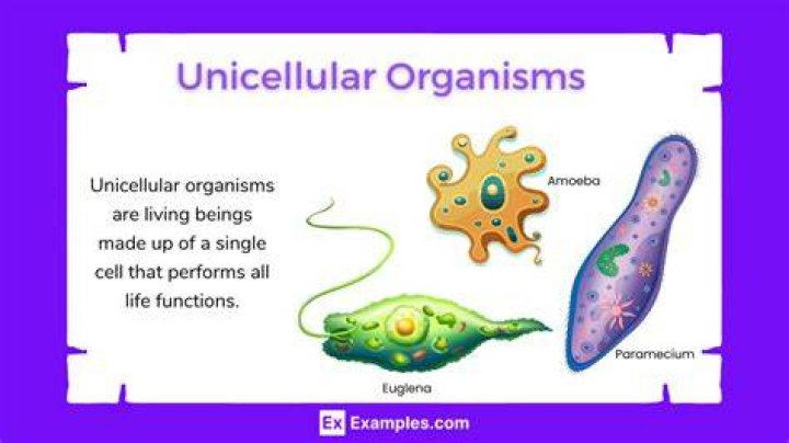 Are bacteria only unicellular?