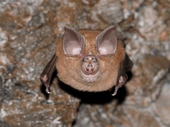 are bats blind