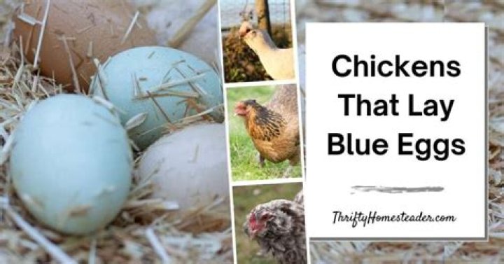 are blue eggs safe to eat
