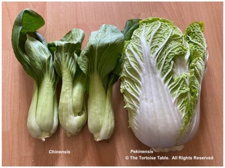Are Chinese cabbage and napa cabbage the same