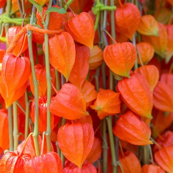 Are Chinese lantern plants annuals
