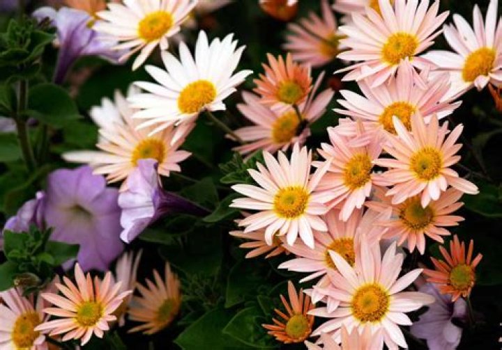 are chrysanthemums annuals or perennials