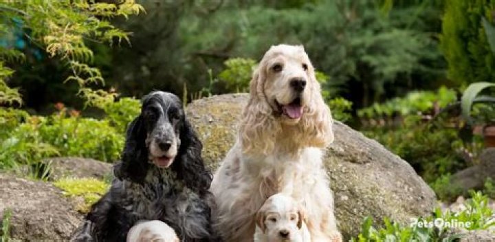 Are cocker spaniels good for seniors