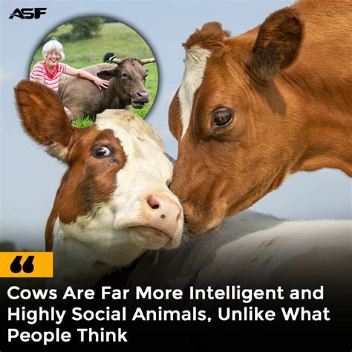 Are cows intelligent animals