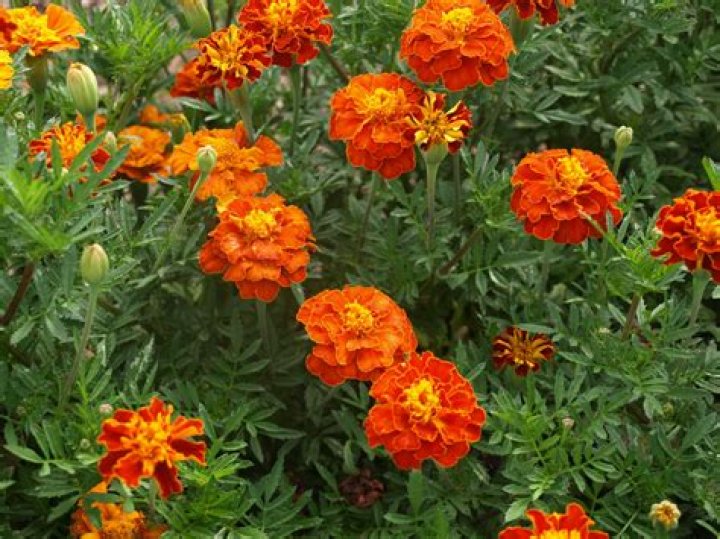 Are English marigolds perennials