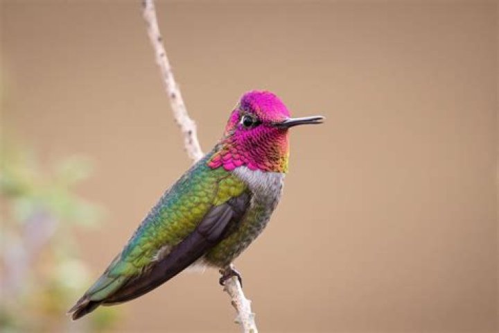 Are female hummingbirds colorful