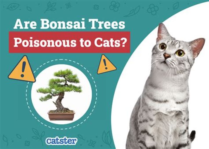 are fir trees poisonous to cats