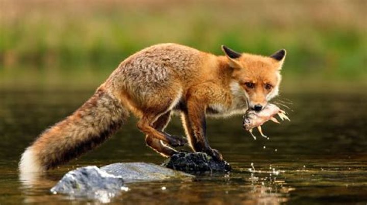 are foxes dangerous