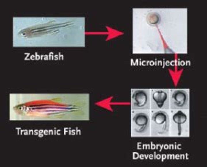 Are GloFish genetically engineered