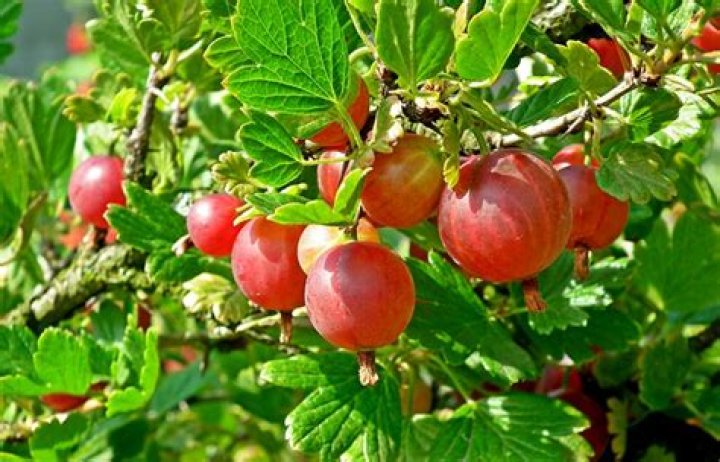 are gooseberries edible