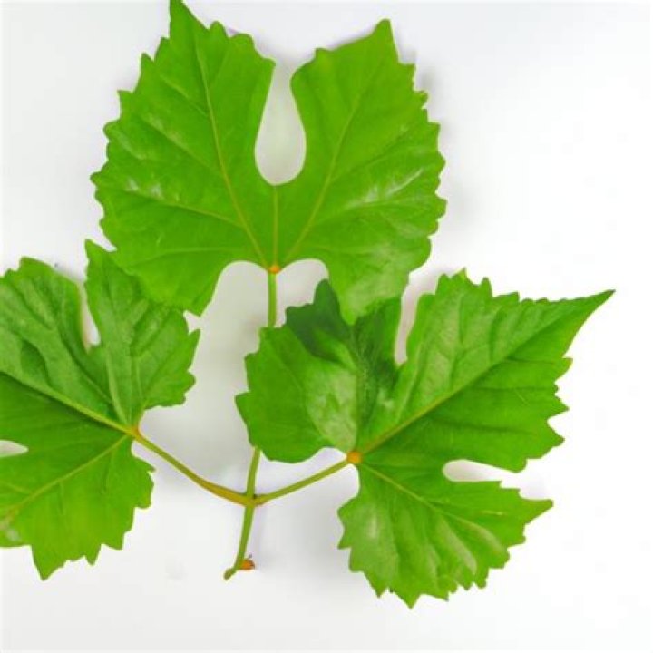 are grape leaves good for you