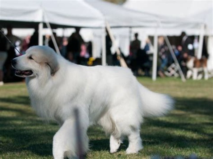are great pyrenees smart