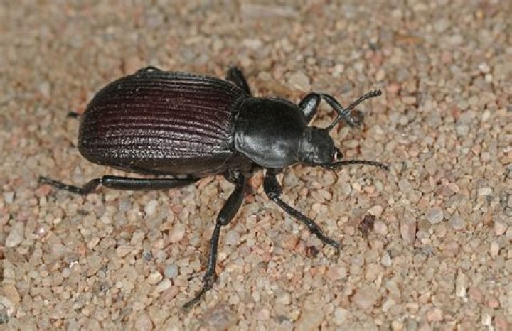 Are ground beetles poisonous