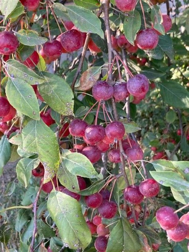 Are hawthorn apples edible