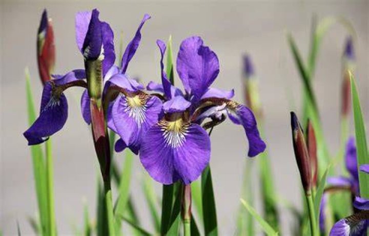 are irises poisonous