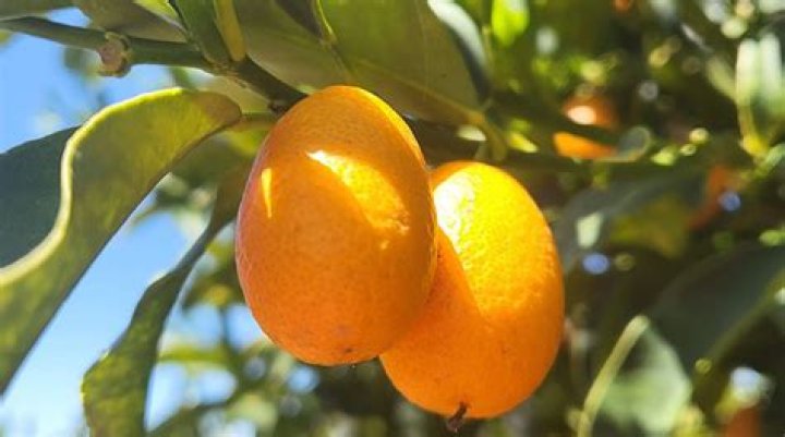 Are kumquats safe to eat