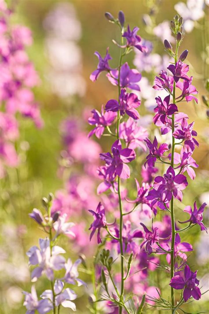 Are Larkspur cut and come again