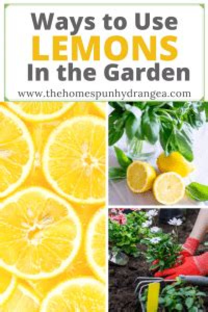 Are lemons good for soil