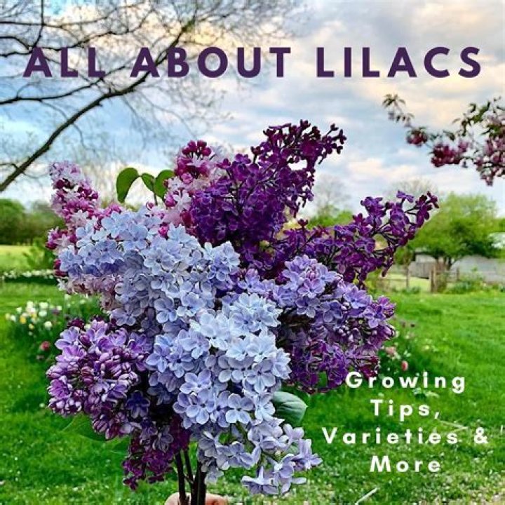 Are lilacs in season now