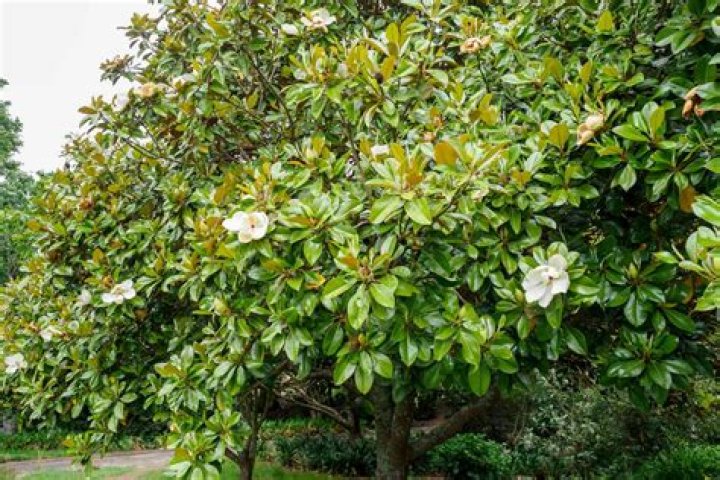 Are magnolia trees poisonous to animals?