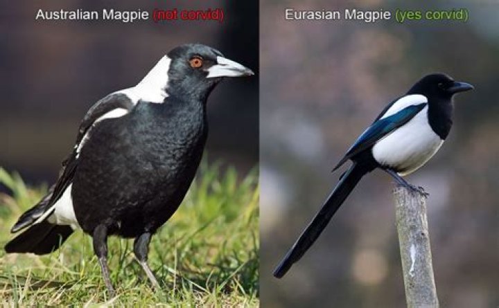 Are Magpies aggressive