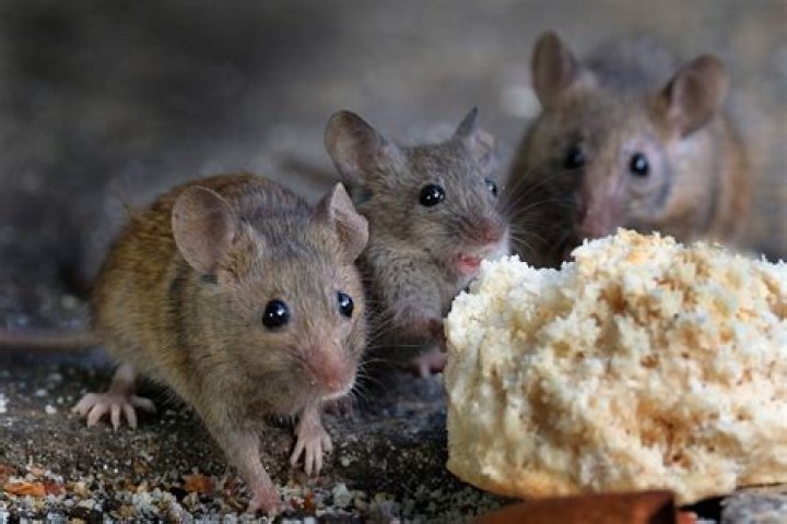 Are mice a common problem