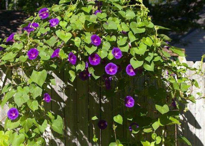 are morning glories perennial